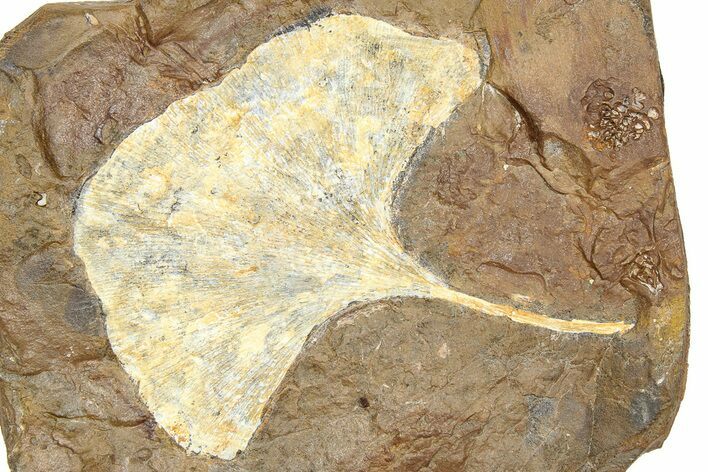 Fossil Ginkgo Leaf From North Dakota - Paleocene #262262